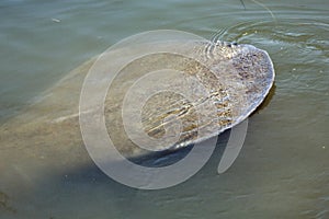 Big wide tail of a manatee at Merritt Island, Florida.