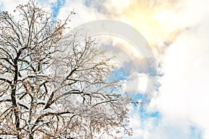 Big wide tree crown branches covered with snow with blue sky and bright shining sun on background. Winter nature scene