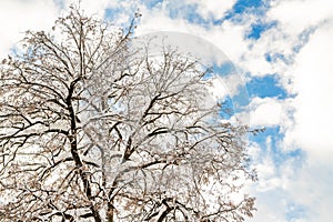 Big wide tree crown branches covered with snow with blue sky and bright shining sun on background. Winter nature scene. Good clear