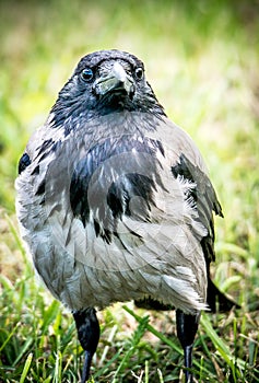 Big wild bird closeup. Hooded Crow, Corvus cornix