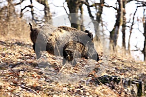 A big wild boar