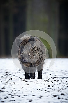 Big wild boar in the european forest