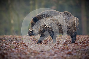 Big wild boar in the european forest