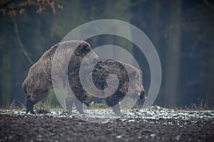 Big wild boar in the european forest