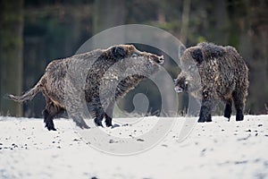 Big wild boar in the european forest