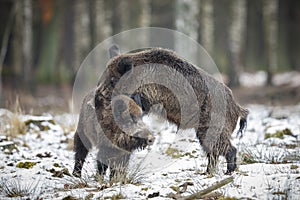 Big wild boar in the european forest