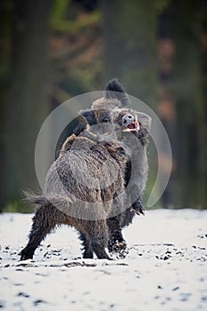 Big wild boar in the european forest