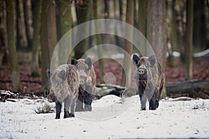 Big wild boar in the european forest