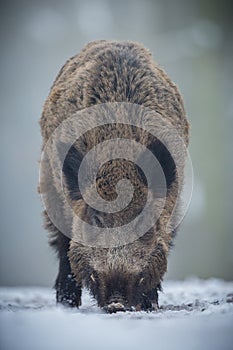 Big wild boar in the european forest