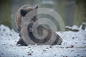 Big wild boar in the european forest