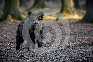 Big wild boar in the european forest