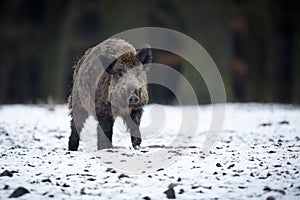 Big wild boar in the european forest