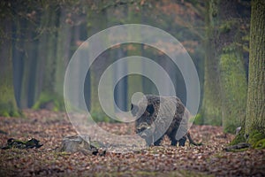 Big wild boar in the european forest