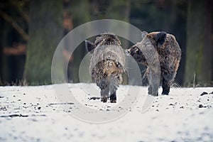 Big wild boar in the european forest