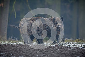 Big wild boar in the european forest