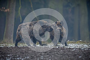 Big wild boar in the european forest