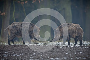 Big wild boar in the european forest