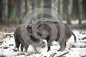 Big wild boar in the european forest