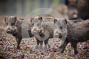 Big wild boar in the european forest