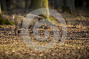 Big wild boar in the european forest