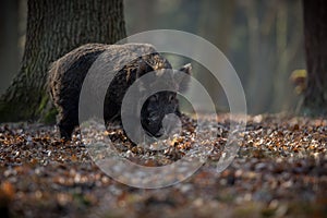 Big wild boar in the european forest