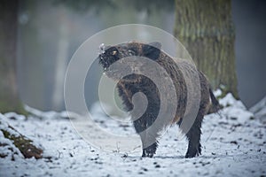 Big wild boar in the european forest