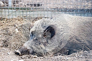 Big wild boar pig in the zoo close up