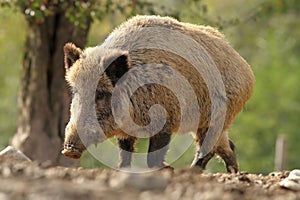 Big wild boar sow