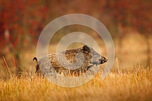 Big Wild boar, Sus scrofa, running in the grass meadow, red autumn forest in background