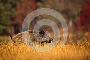 Big Wild boar, Sus scrofa, running in the grass meadow, red autumn forest in background, animal in the nature habitat, Germany