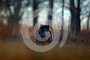 Big Wild boar, Sus scrofa, running grass meadow, red autumn forest in background. Wildlife scene from nature. Running animal in g