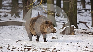 Big wild boar Sus scrofa in a snowy forest. Wildlife scene with dangerous animal.