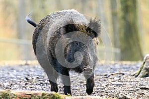 Big wild boar Veluwe