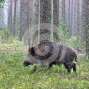 Big wild boar