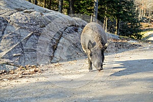 Big wild boars standing on the road eating a carrot on a sunny day in Omega Park, Montebello, Quebec, Canada.