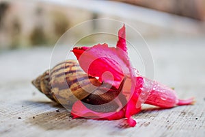 Snail in Flower