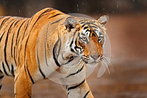 Big wild cat, endangered animal. End of dry season, beginning monsoon. Tiger walking in green vegetation. Wild Asia, wildlife Indi photo