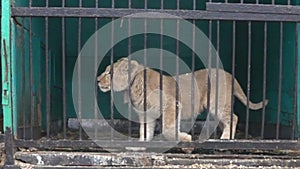 Big wild cats behind bars