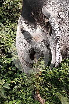 Big wild elephant head with trunk close up in indian jungle safari.