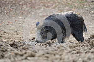 Big wild hog in the forest rooting