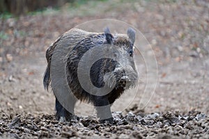 Big wild hog in the forest rooting