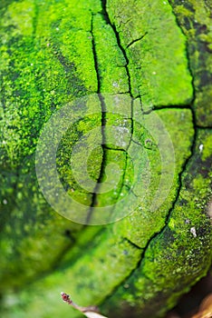 Green mushroom on the bark of tree