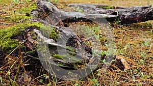 Big wild old tree roots with moss in a coniferous forest