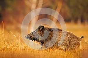 Big wild pig in grass meadow, animal running, Slovakia. Autumn in the forest. Wild boar, Sus scrofa, running in the grass meadow,