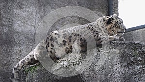 Big wild predatory cat irbis, snow leopard