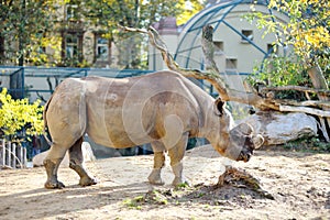 Big wild rhinoceros in a zoo