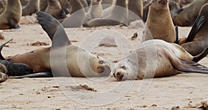 Big wild seals are resting on the beach, sleeping, colony at Cape Cross, Namibia