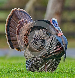 Big wild, Tom turkey strutting in breeding season. Caruncles, Snood, Wattle in various colors of mating display. Florida Osceola t