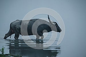 Big wild water buffalo in Kaziranga