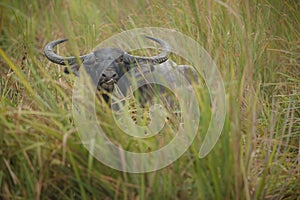 Big wild water buffalo in Kaziranga photo